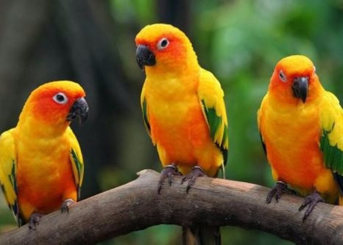 sun-conure-breeding-pair_1